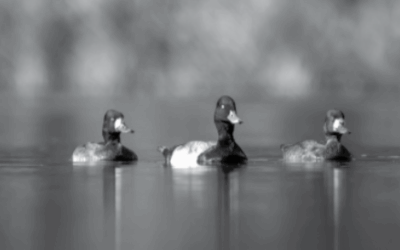 Fall nature walk: Wood Duck Nature Preserve of Opelika